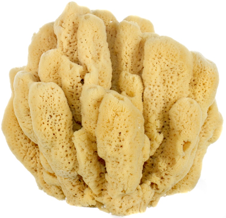 Mangrove-Key-Decor-Sea-Sponge-1200px04